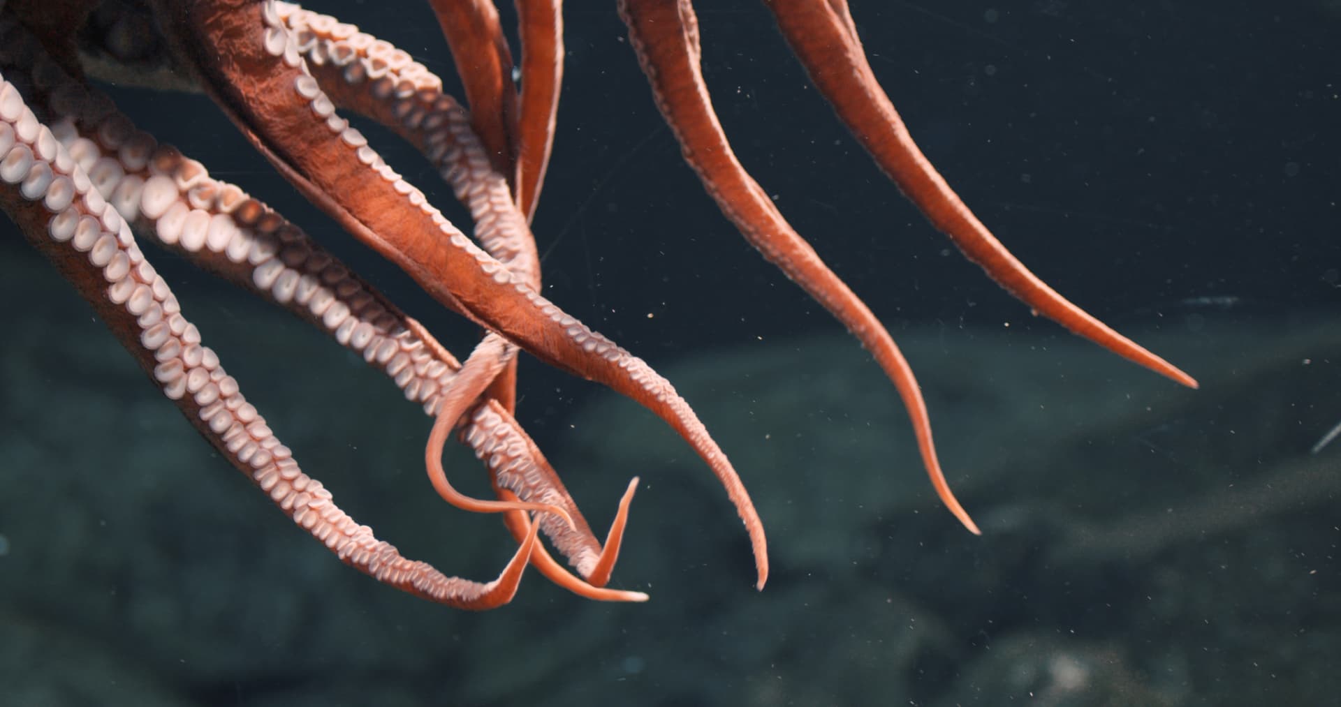 A Date with an Octopus