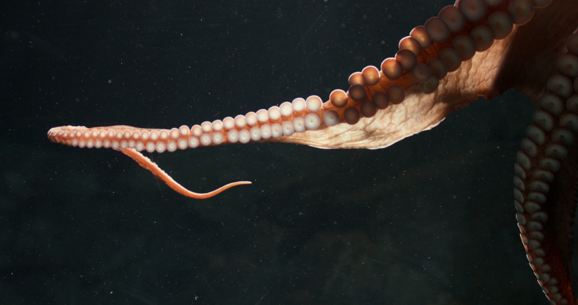 Film still: a single octopus tentacle