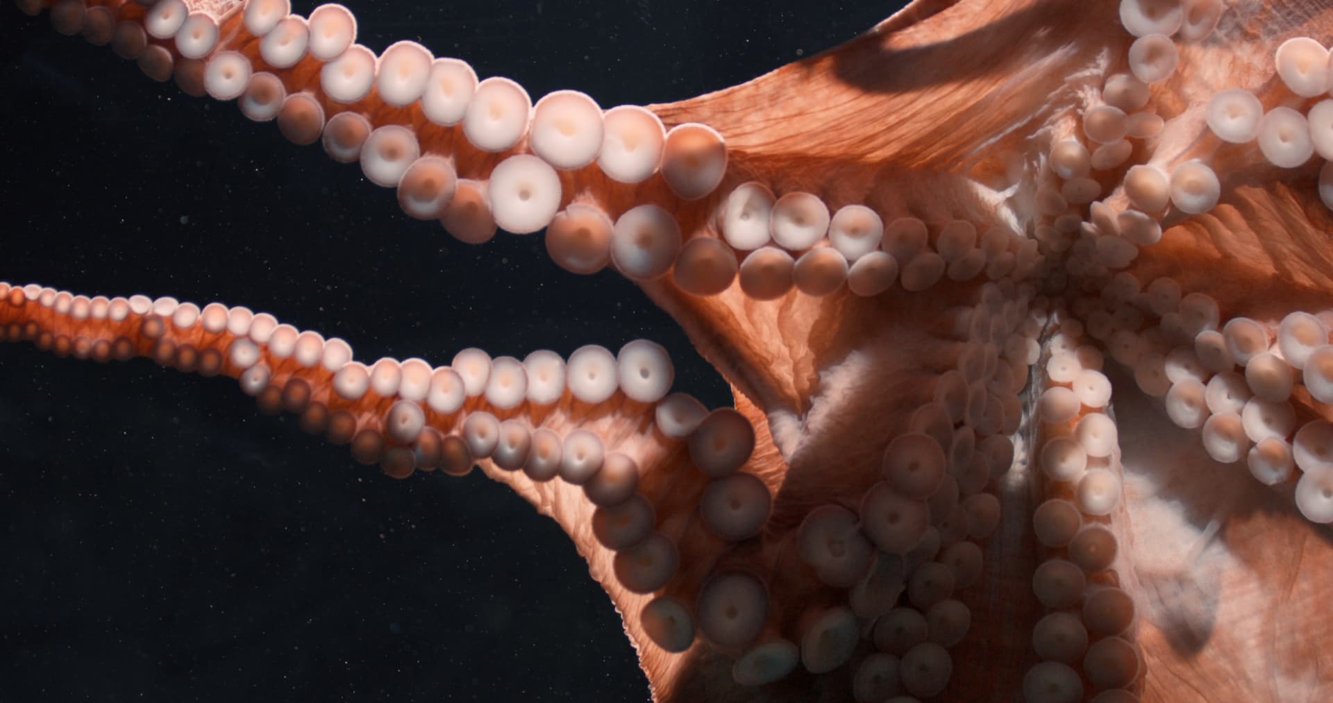 Film still: close-up of octopus suckers